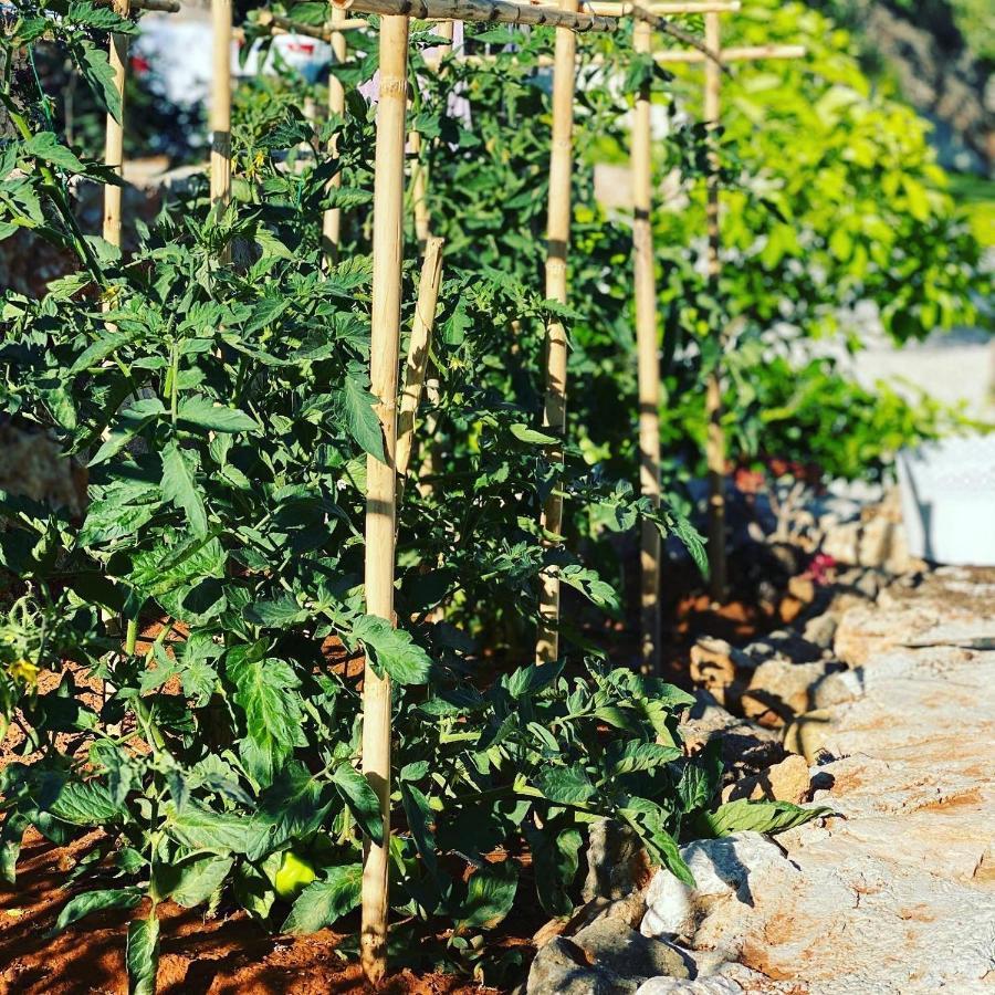 Villa Carpos Χανιά Εξωτερικό φωτογραφία